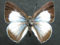 Adult, female, upperside: Blue Moonbeam (Philiris nitens nitens)