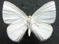 Adult, female, underside: Blue Moonbeam (Philiris nitens nitens)
