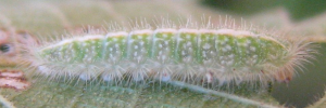 Final instar larva, side view: Blue Moonbeam (Philiris nitens nitens)