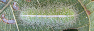 Final instar larva, top view: Blue Moonbeam (Philiris nitens nitens)