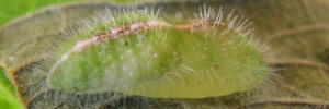 Pupa, side view: Blue Moonbeam (Philiris nitens nitens)