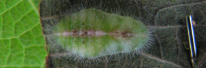 Pupa, top view: Blue Moonbeam (Philiris nitens nitens)