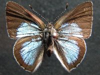 Adult, male, upperside: Sapphire Moonbeam (Philiris sappheira manskiei)