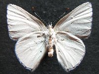 Adult, male, underside: Sapphire Moonbeam (Philiris sappheira manskiei)