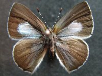 Adult, female, upperside: Sapphire Moonbeam (Philiris sappheira manskiei)