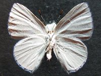 Adult, female, underside: Sapphire Moonbeam (Philiris sappheira manskiei)