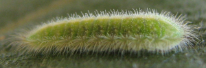 Final instar larva, side view: Sapphire Moonbeam (Philiris sappheira manskiei)