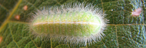 Final instar larva, top view: Sapphire Moonbeam (Philiris sappheira manskiei)