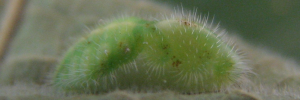 Pupa, side view: Sapphire Moonbeam (Philiris sappheira manskiei)