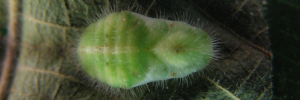 Pupa, top view: Sapphire Moonbeam (Philiris sappheira manskiei)
