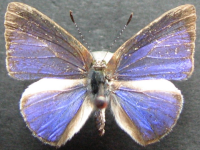 Adult, male, upperside: White-margined Moonbeam (Philiris ziska)