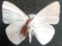 Adult, male, underside: White-margined Moonbeam (Philiris ziska)