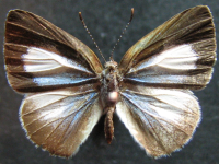 Adult, female, upperside: White-margined Moonbeam (Philiris ziska)