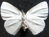 Adult, female, underside: White-margined Moonbeam (Philiris ziska)