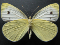 Adult, male, underside: Cabbage White (Pieris rapae)