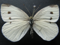 Adult, female, upperside: Cabbage White (Pieris rapae)