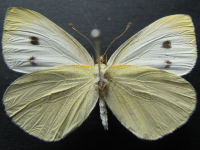 Adult, female, underside: Cabbage White (Pieris rapae)