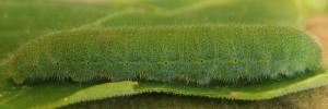Final instar larva, side view: Cabbage White (Pieris rapae)