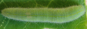 Final instar larva, top view: Cabbage White (Pieris rapae)