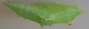 Pupa, side view: Cabbage White (Pieris rapae)