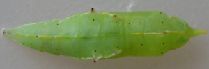 Pupa, top view: Cabbage White (Pieris rapae)