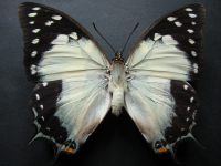 Adult, female, upperside: Tailed Emperor (Polyura sempronius sempronius)