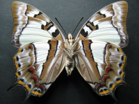 Adult, female, underside: Tailed Emperor (Polyura sempronius sempronius)