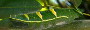 Final instar larva, side view: Tailed Emperor (Polyura sempronius sempronius)