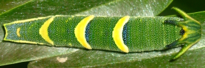 Final instar larva, top view: Tailed Emperor (Polyura sempronius sempronius)