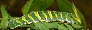 Final instar larva, side view: Tailed Emperor (Polyura sempronius sempronius)