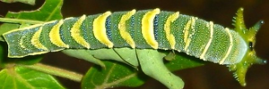 Final instar larva, top view: Tailed Emperor (Polyura sempronius sempronius)