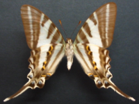 Adult, male, underside: Four-barred Swordtail (Protographium leosthenes leosthenes)