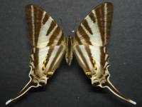 Adult, female, upperside: Four-barred Swordtail (Protographium leosthenes leosthenes)