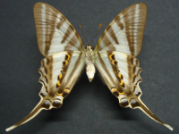 Adult, female, underside: Four-barred Swordtail (Protographium leosthenes leosthenes)