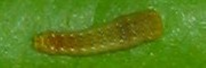 Early instar larva, side view: Four-barred Swordtail (Protographium leosthenes leosthenes)