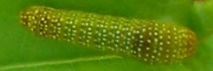Early instar larva, top view: Four-barred Swordtail (Protographium leosthenes leosthenes)