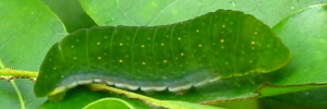 Final instar larva, side view: Four-barred Swordtail (Protographium leosthenes leosthenes)