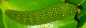 Final instar larva, top view: Four-barred Swordtail (Protographium leosthenes leosthenes)
