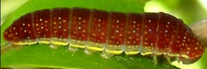 Final instar larva, side view: Four-barred Swordtail (Protographium leosthenes leosthenes)