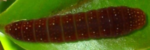 Final instar larva, top view: Four-barred Swordtail (Protographium leosthenes leosthenes)