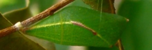 Pupa, side view: Four-barred Swordtail (Protographium leosthenes leosthenes)