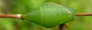 Pupa, top view: Four-barred Swordtail (Protographium leosthenes leosthenes)