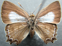 Adult, female, upperside: Bright Forest-blue (Pseudodipsas cephenes)