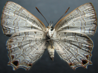 Adult, female, underside: Bright Forest-blue (Pseudodipsas cephenes)