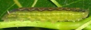 Final instar larva, side view: Bright Forest-blue (Pseudodipsas cephenes)