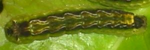 Final instar larva, top view: Bright Forest-blue (Pseudodipsas cephenes)