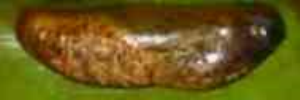 Pupa, side view: Bright Forest-blue (Pseudodipsas cephenes)