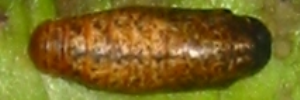 Pupa, top view: Bright Forest-blue (Pseudodipsas cephenes)