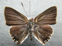 Adult, male, upperside: Dark Forest-blue (Pseudodipsas eone iole)