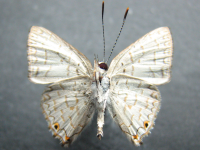 Adult, male, underside: Dark Forest-blue (Pseudodipsas eone iole)